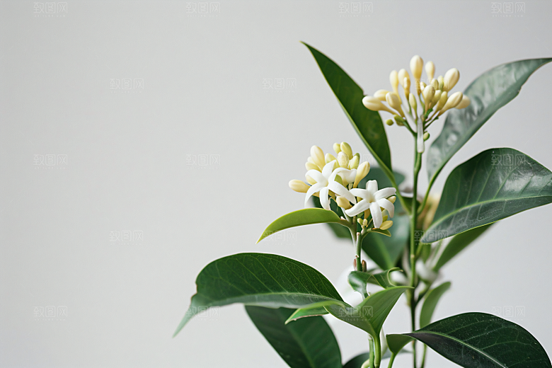 桂花花朵自然摄影图