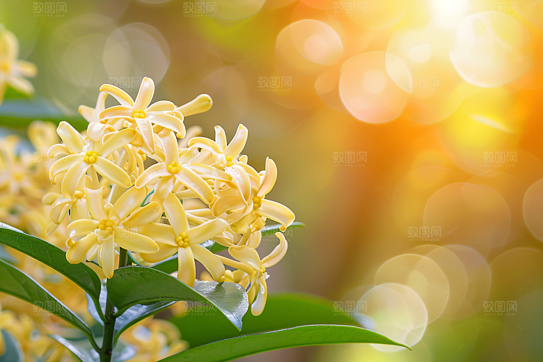 桂花四季桂清新摄影图