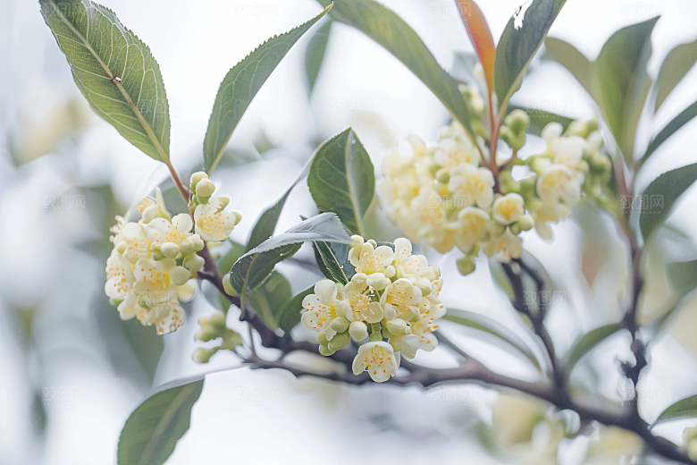 桂花金桂清新摄影图