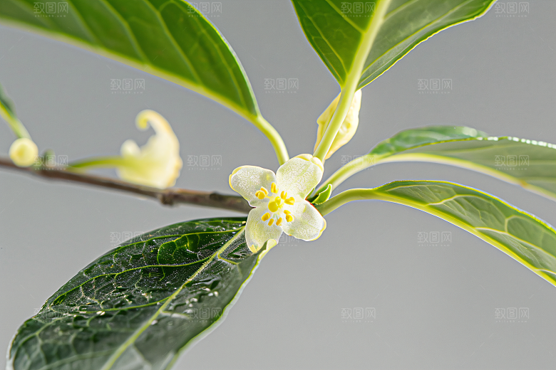 桂花唯美初秋摄影图