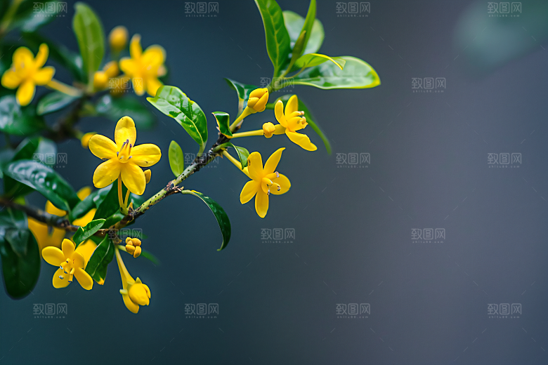 桂花植物清新摄影图