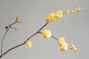 桂花自然树木摄影图
