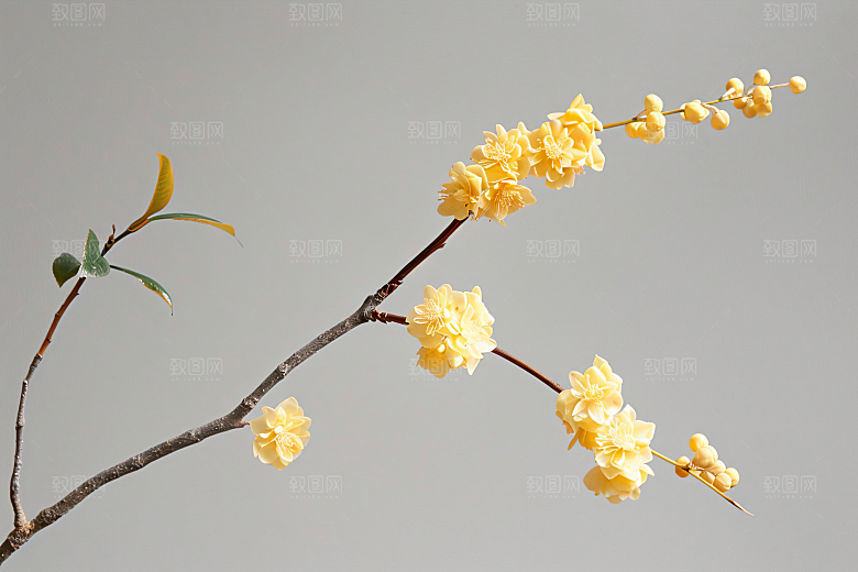 桂花自然树木摄影图