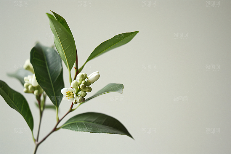 桂花清新树木摄影图