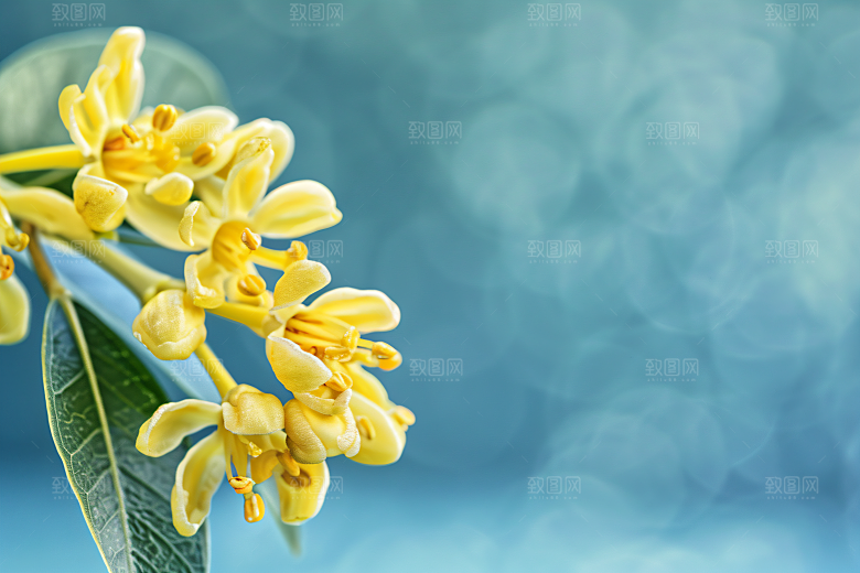 桂花植物芳香摄影图