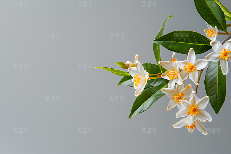 桂花花朵自然摄影图