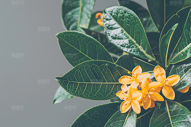 桂花自然四季桂摄影图