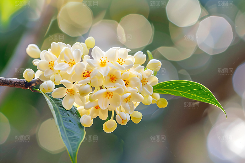 桂花自然金桂摄影图