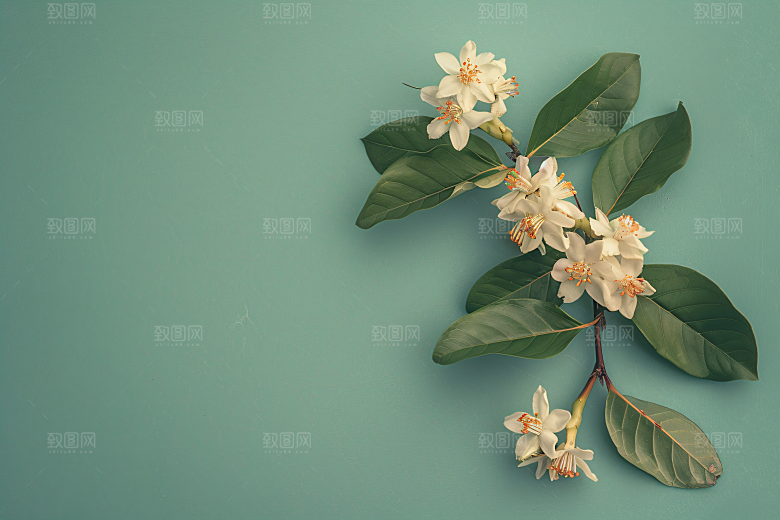 桂花四季桂初秋摄影图