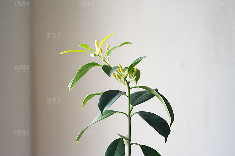 桂花自然四季桂摄影图