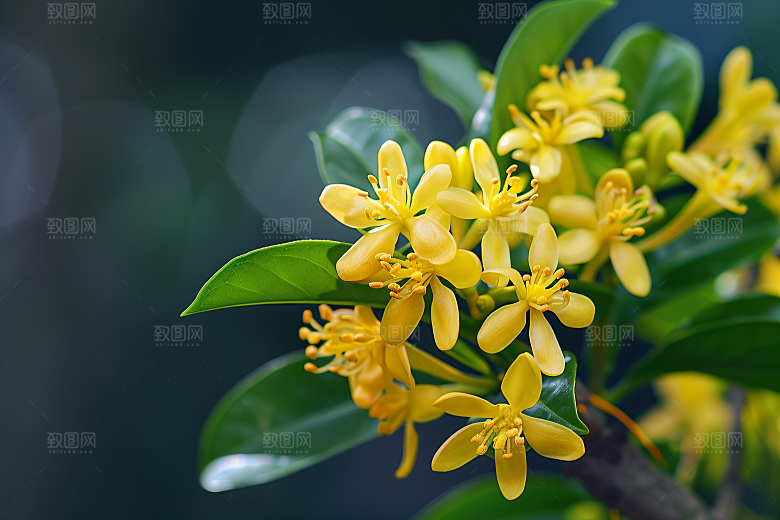 桂花清新花朵摄影图