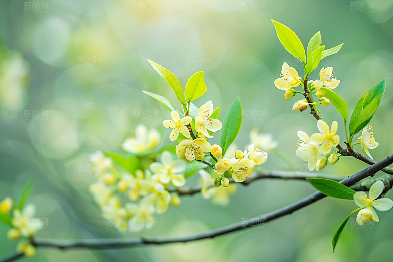 桂花芬芳四季桂摄影图