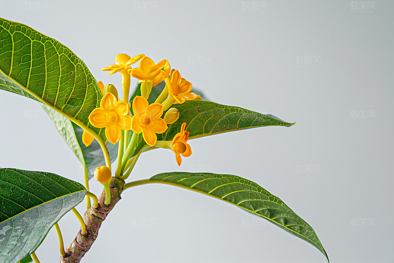 桂花清新芬芳摄影图
