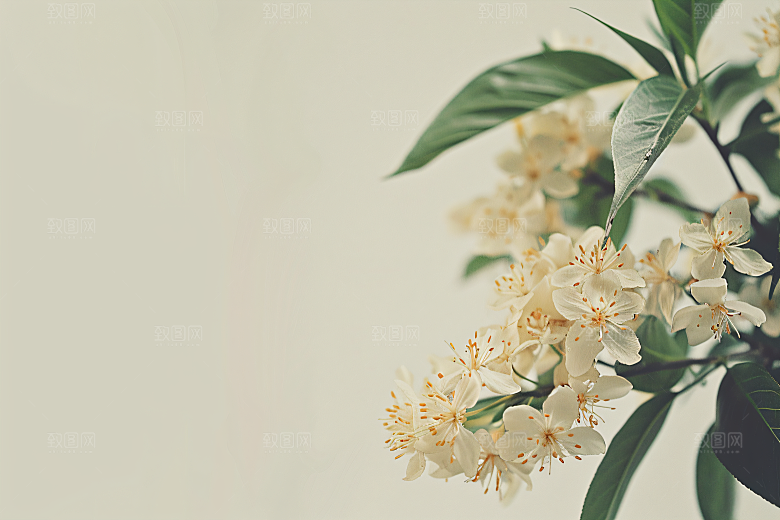 桂花植物芬芳摄影图