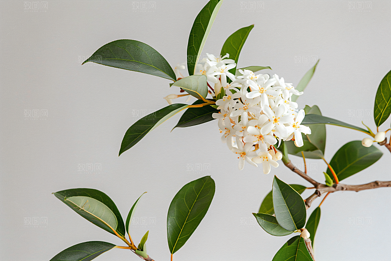 桂花花朵初秋摄影图