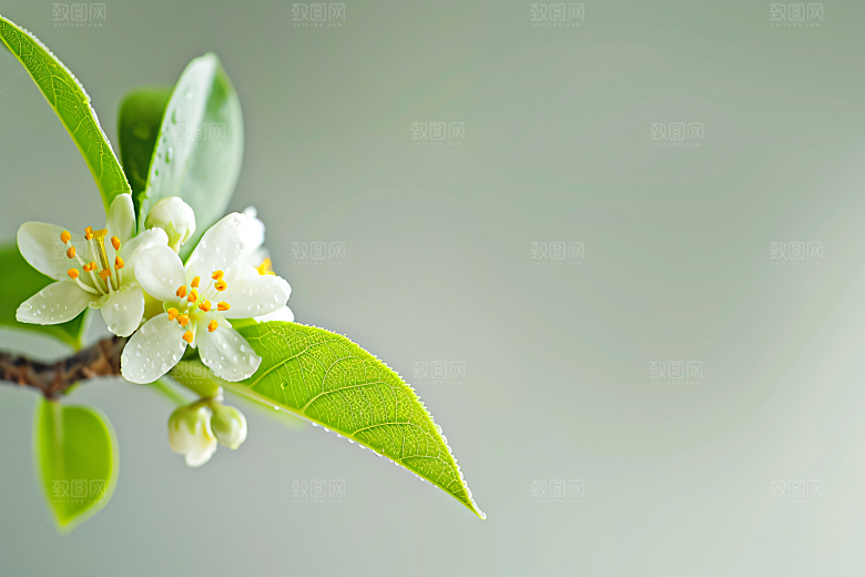 桂花四季桂芬芳摄影图
