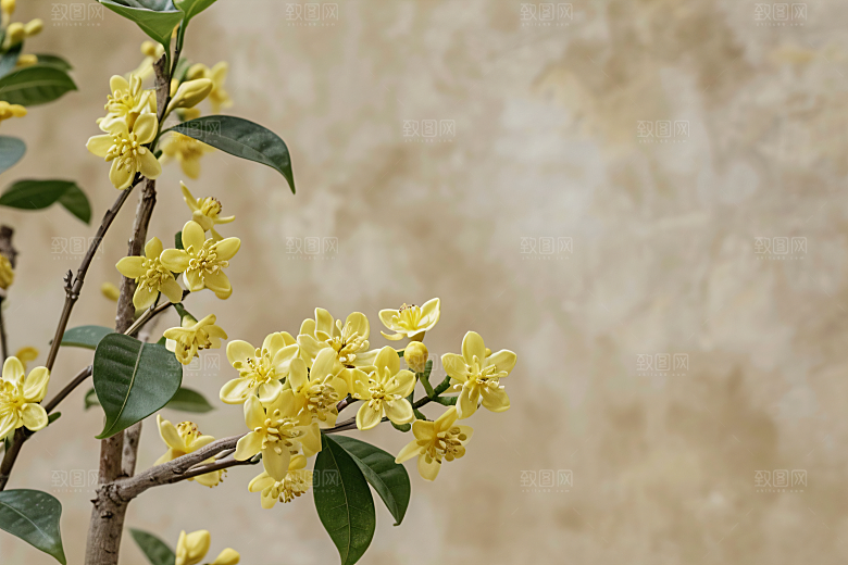 桂花金桂初秋摄影图