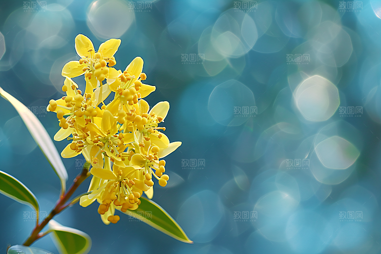 桂花芬芳花朵摄影图
