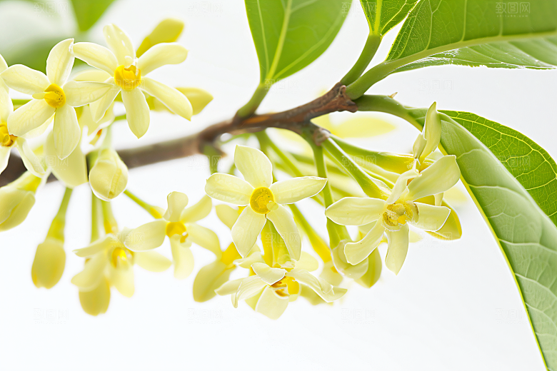 桂花高清芬芳摄影图