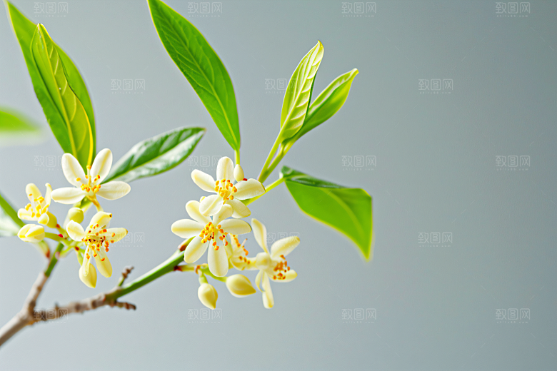 桂花秋季金桂摄影图