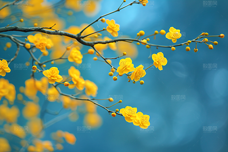桂花唯美花卉摄影图