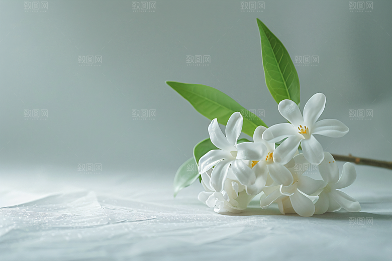 桂花植物花朵摄影图
