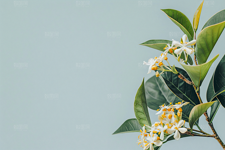 桂花四季桂花朵摄影图