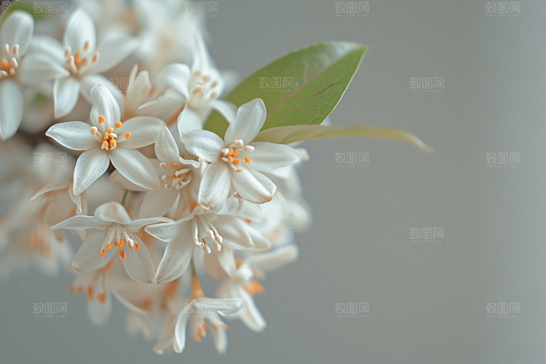 桂花初秋秋季摄影图
