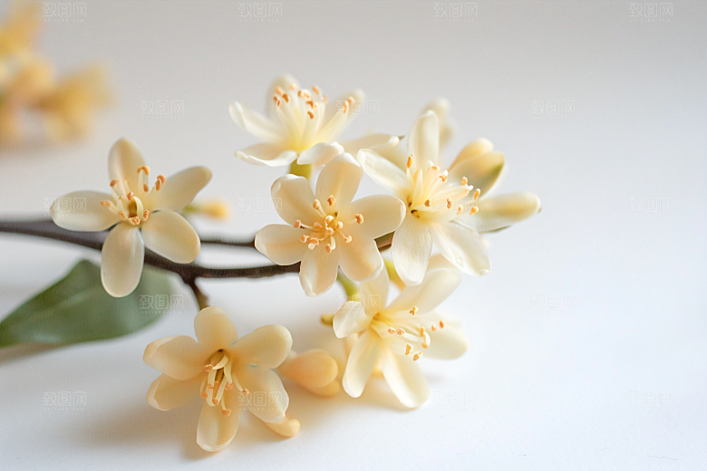 桂花芳香花卉摄影图