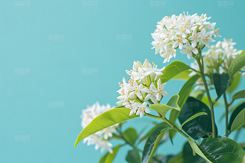 桂花四季桂花卉摄影图
