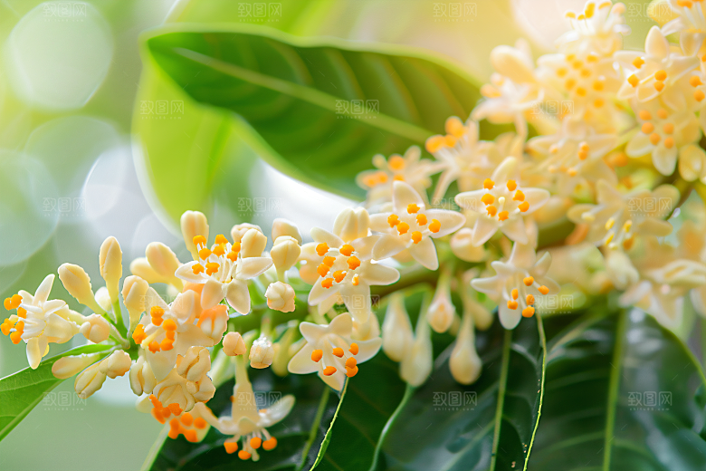 桂花秋季高清摄影图