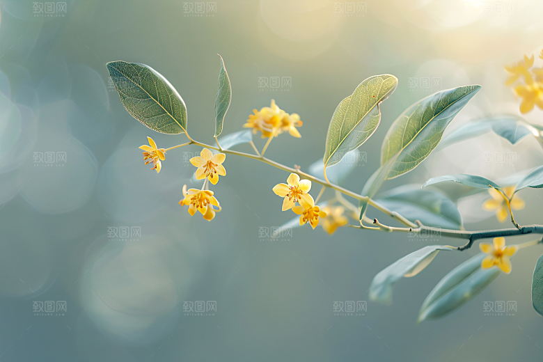 桂花清新初秋摄影图
