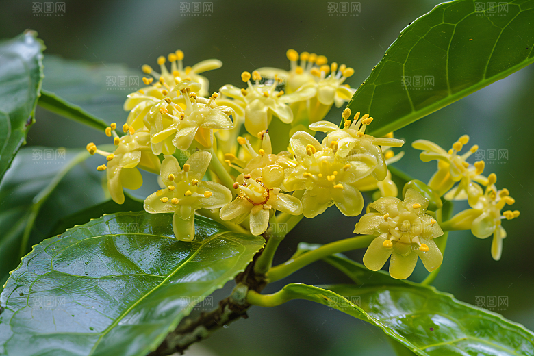 桂花芳香金桂摄影图