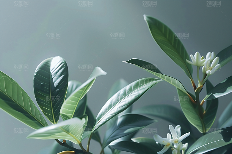 桂花唯美自然摄影图