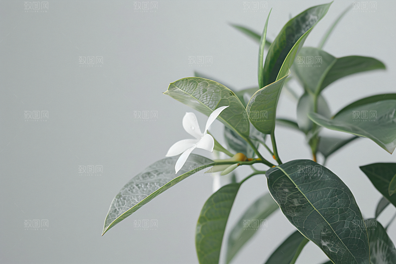 桂花自然四季桂摄影图