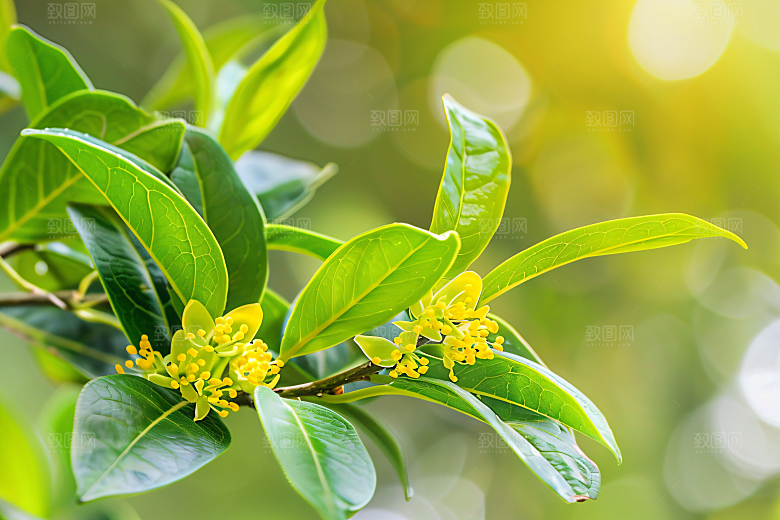 桂花唯美秋季摄影图