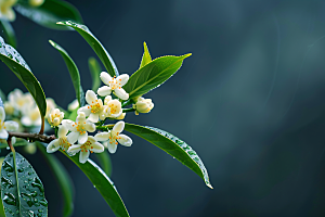 桂花金桂清新摄影图