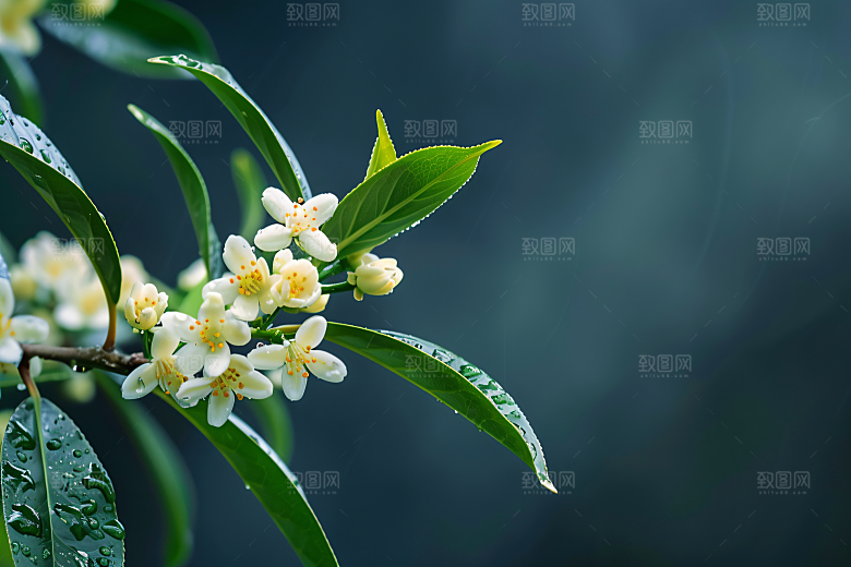 桂花金桂清新摄影图