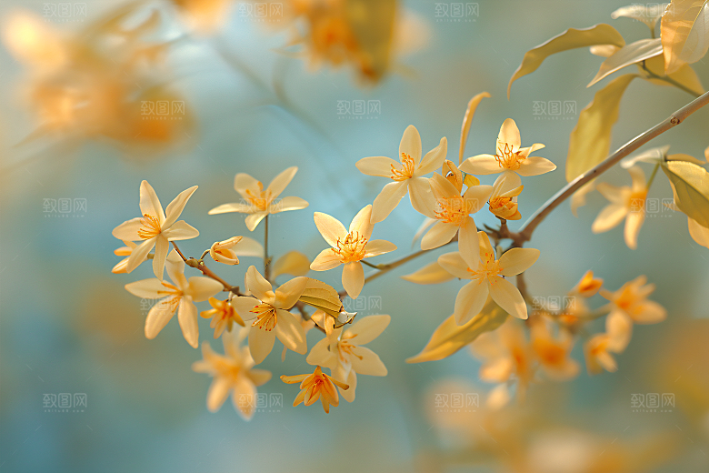 桂花花卉金桂摄影图
