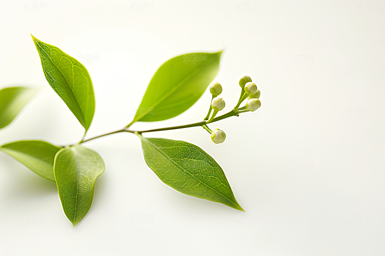 桂花金桂芬芳摄影图
