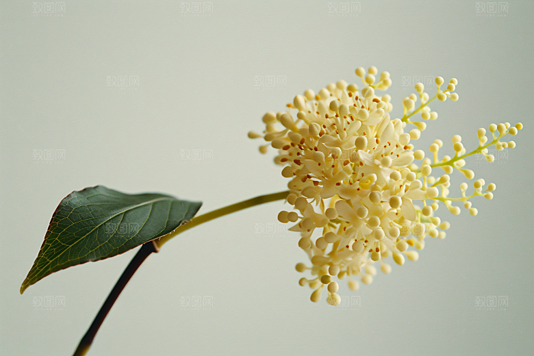 桂花芬芳清新摄影图