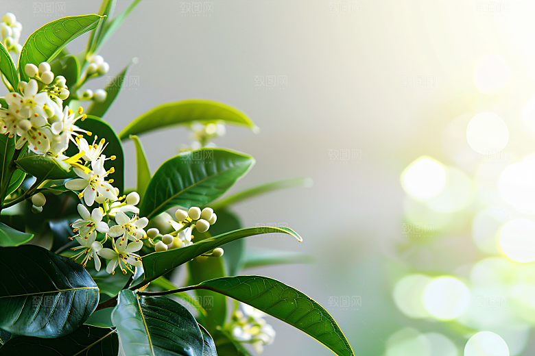桂花植物花卉摄影图