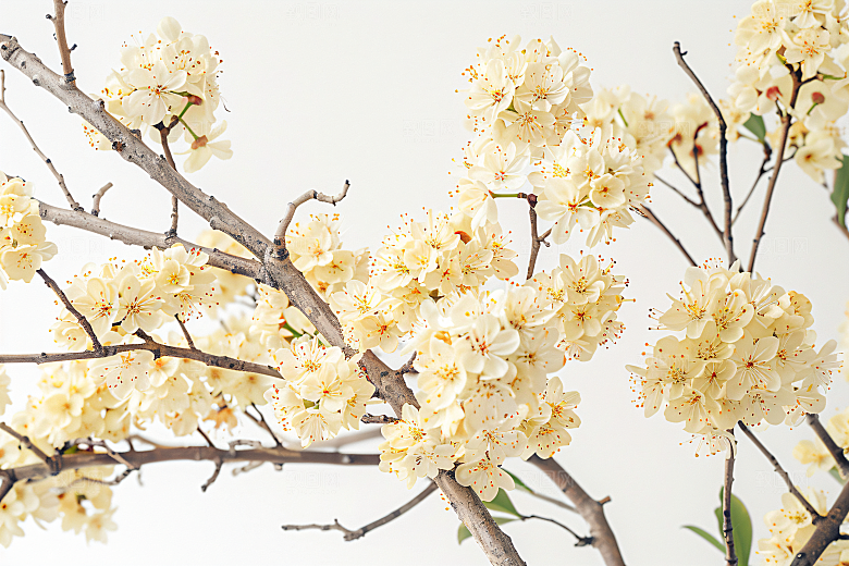 桂花芳香高清摄影图