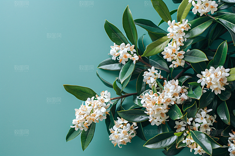 桂花芬芳花朵摄影图