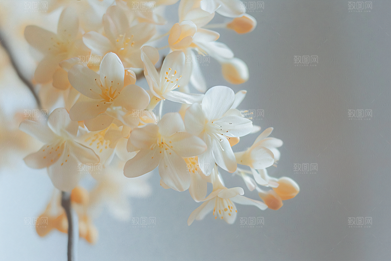 桂花秋季初秋摄影图