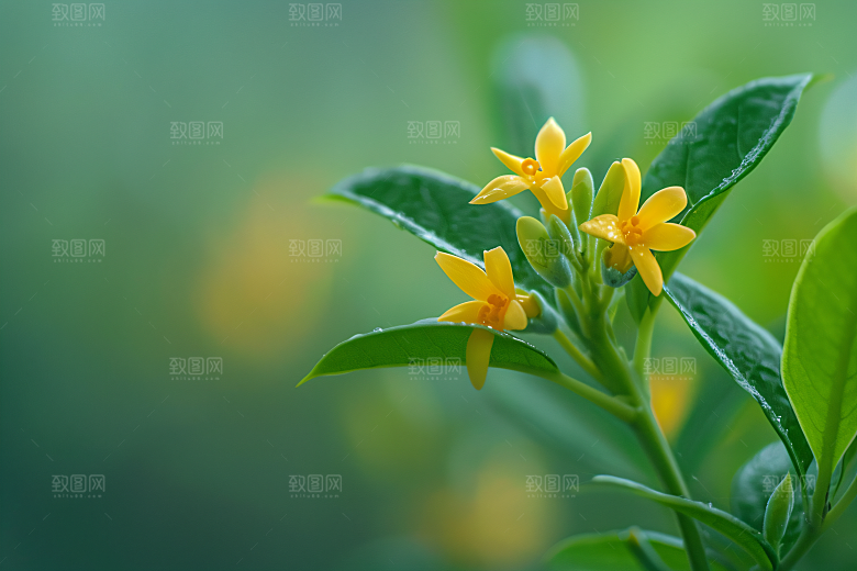 桂花清新树木摄影图