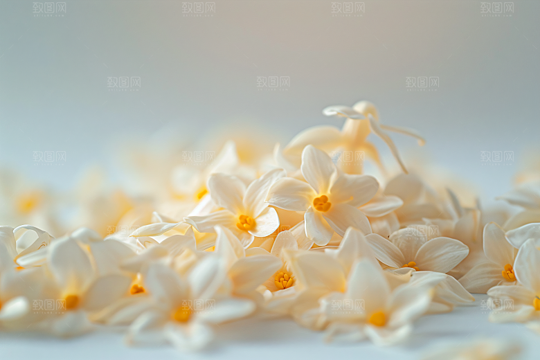 桂花唯美花卉摄影图