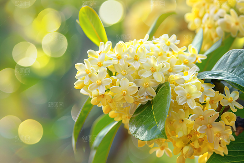 桂花芬芳高清摄影图