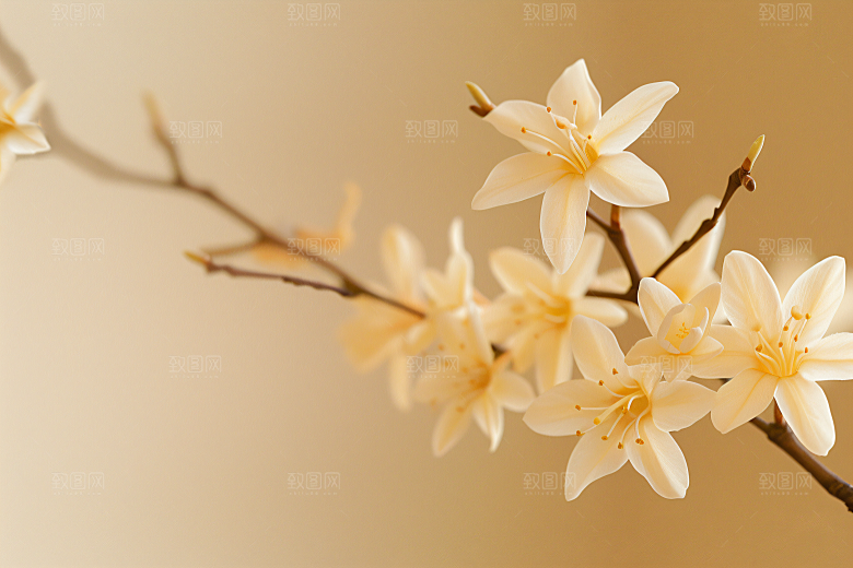 桂花树木金桂摄影图