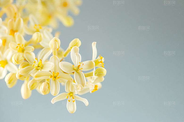 桂花植物秋季摄影图